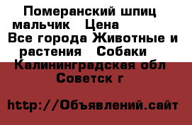 Померанский шпиц, мальчик › Цена ­ 35 000 - Все города Животные и растения » Собаки   . Калининградская обл.,Советск г.